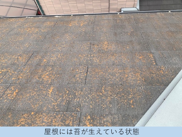 スレート屋根の表面に苔が発生している様子