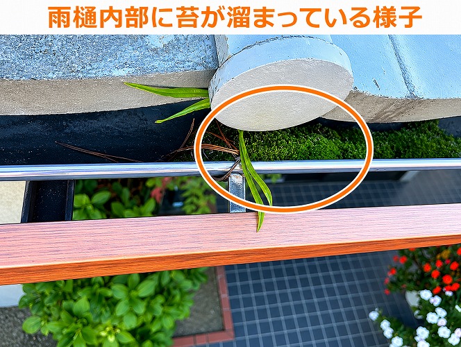雨樋に苔が発生している様子