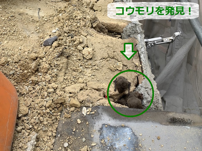 屋根裏に侵入するコウモリを発見