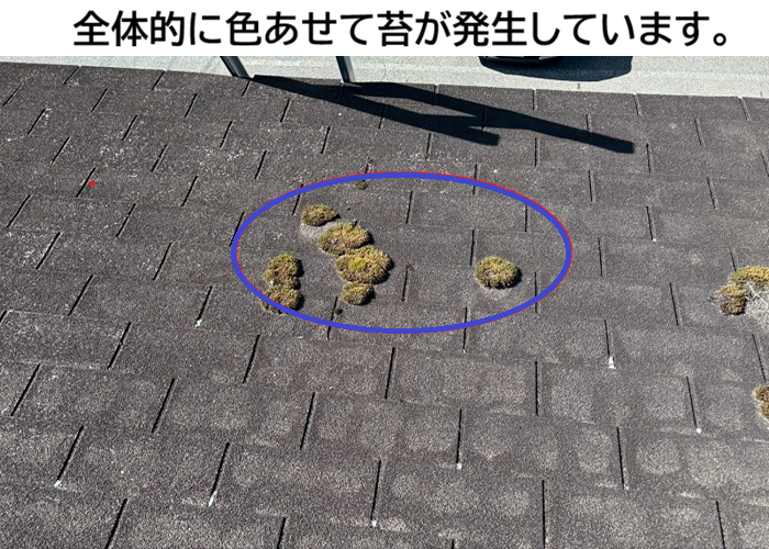 アスファルトシングルに発生する苔
