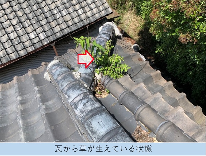 雨漏りの影響で瓦屋根から草が生えている様子