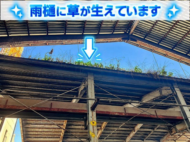 雨樋から草が生えている様子