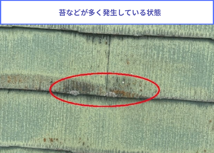 芦屋市　スレート屋根に発生する苔