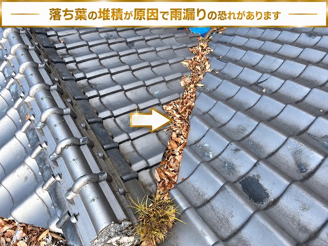 大量の落ち葉