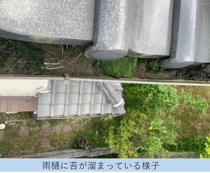 雨樋に苔が詰まっている様子