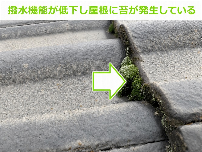 撥水機能が低下し屋根に苔が発生している様子