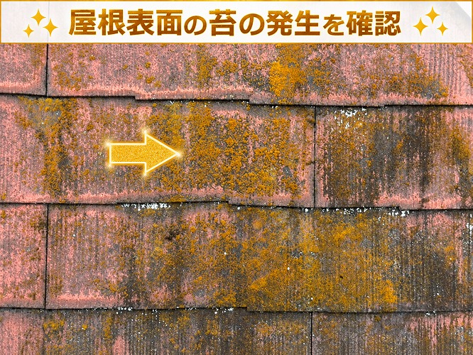 屋根の表面に発生する苔の様子