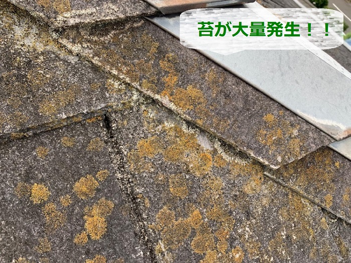 神戸市北区でスレート屋根の無料点検を行なっている現場で苔が多く発生している様子