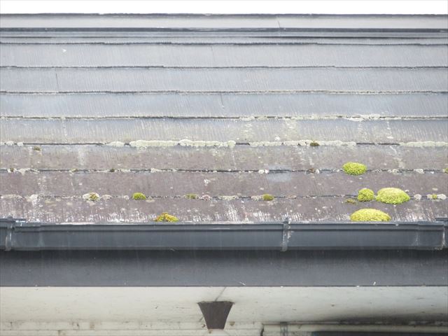 屋根の上は植物や苔、藻類が繁殖しやすい環境です