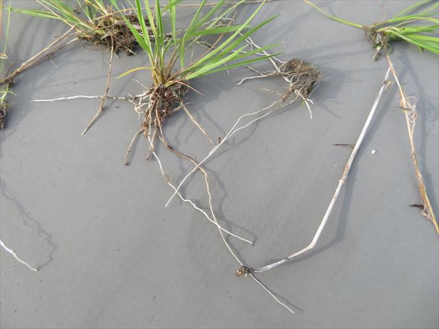 陸屋根や屋上に生えた草の根は思っているより深く根差している場合があり、草を抜くと雨漏りし始める場合があるので注意