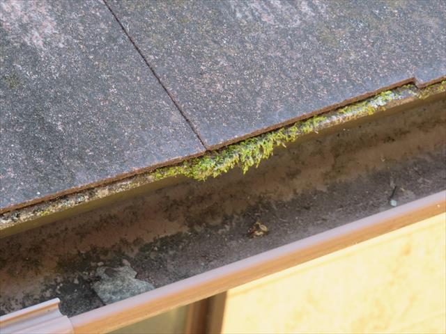 カラーベストとカラーベスト、カラーベストと板金の、屋根材を張り継ぐ接点に苔が生えている