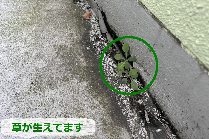 雨漏り調査でベランダ床から草が生えている様子