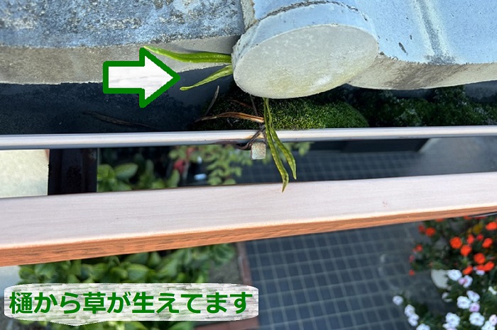 雨樋の中から草が生えている様子