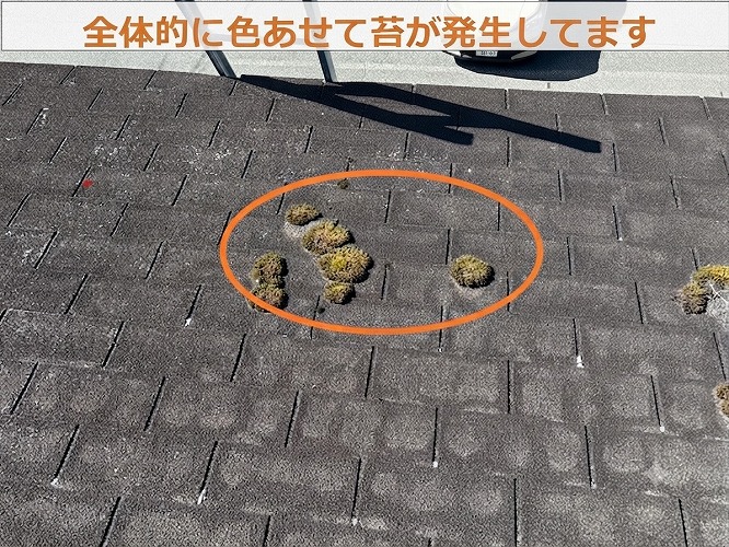 アスファルトシングルに発生する苔