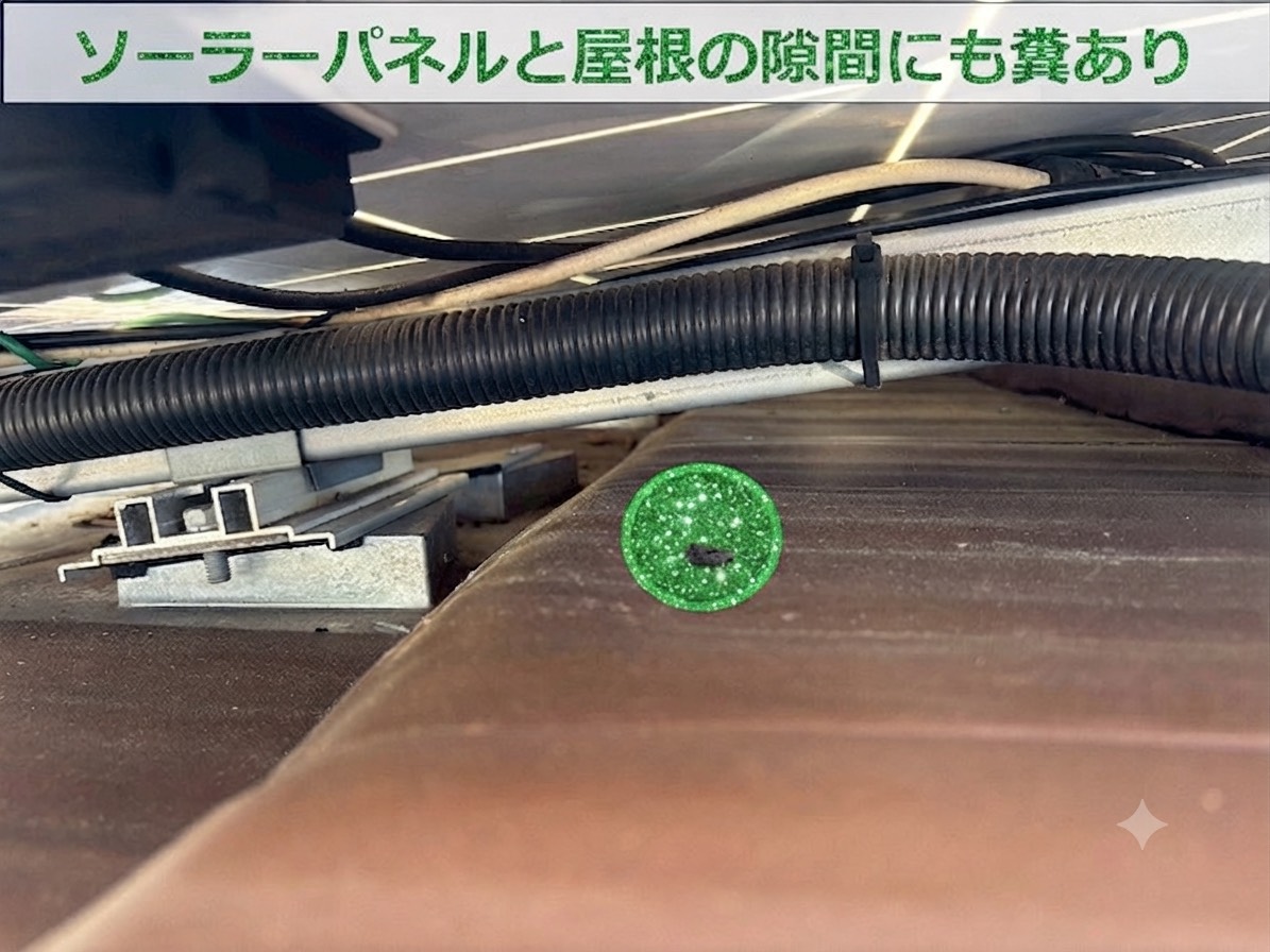 鳥の糞