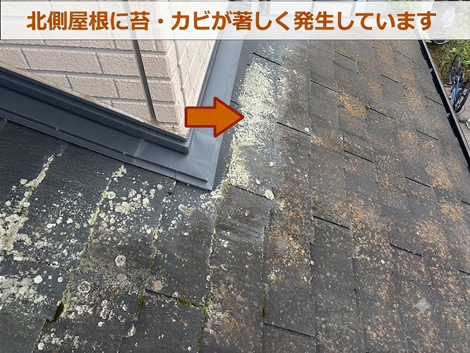 北側に多く苔が発生している
