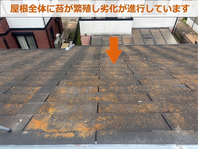苔が多く発生しています