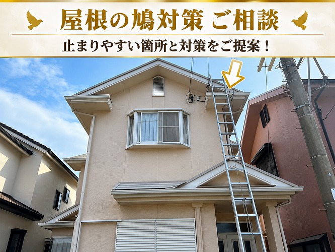屋根上に鳩が止まる現場