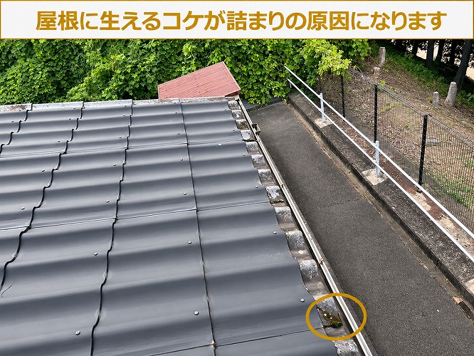 屋根に発生する苔