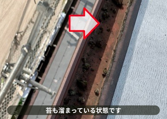 宝塚市　雨樋の中に苔が溜まっている様子