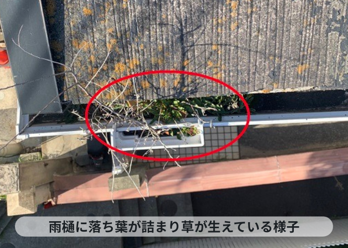 神戸市中央区　雨樋内部に落ち葉が詰まり草が生えている様子