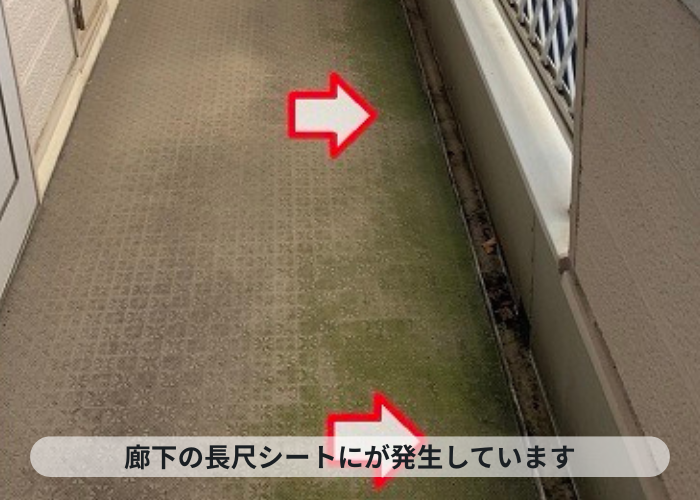 神戸市中央区　アパートの廊下に苔が発生している様子