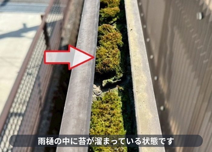 加西市　雨樋の中に溜まる苔