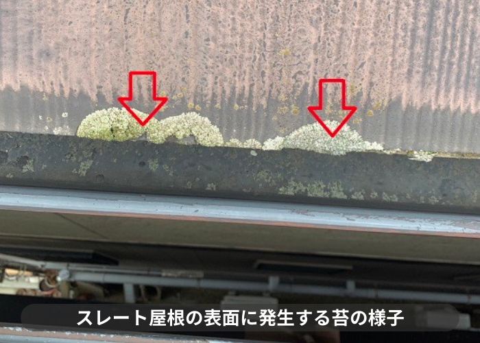 神戸市東灘区　スレート屋根の表面に発生する苔の様子